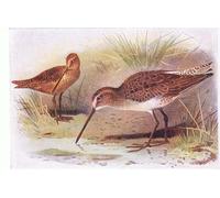 POSTERIIk Famous Print Pop Art Wall Art Graffiti Red Breasted Snipe From Birds of the British Isles by Archibald Thorburn Art Prints for Home Decor 60x90cm