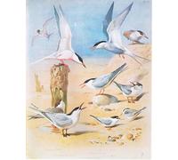 POSTERIIk Famous Print Pop Art Wall Art Graffiti Roseate Tern Sandwich Tern Arctic Tern Common Tern Little Tern Pub by Archibald Thorburn Art Prints for Home Decor 60x90cm