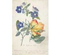 POSTERIIk Famous Print Pop Art Wall Art Graffiti the Austrian Rose Intertwined Spray of the Two Seperate Species by Georg Dionysius Ehret Art Prints for Home Decor 60x90cm