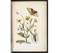 POSTERIIk Famous Print Pop Art Wall Art Graffiti the Caterpillar's Wonderful Transformation and Strange Flower Food by Maria Si Art Prints for Home Decor 60x90cm