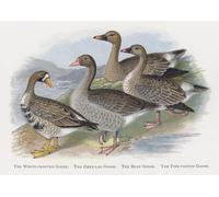 POSTERIIk Famous Print Pop Art Wall Art Graffiti the White Fronted Goose the Grey Lag Goose by Alexander Lydon Art Prints for Home Decor 60x90cm