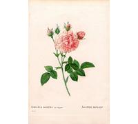 POSTERIIk Vintage Art Print Images Pictures Print Agathe Royale rose Rosa gallica variety by Pierre Redouté Modern Colour Posters for Office Home Decor 60x90cm