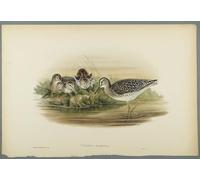 POSTERIIk Vintage Art Print Images Pictures Print Animal Bird Totanus Glareola Wood Sandpiper by John Gould Modern Colour Posters for Office Home Decor 60x90cm