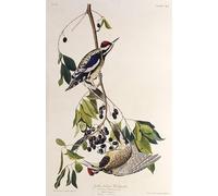 POSTERIIk Vintage Art Print Images Pictures Print the Yellow bellied Sapsucker From the Birds of America by John Jamess Audubon Modern Colour Posters for Office Home Decor 60x90cm