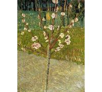 POSTERIIk Vintage Classic Picture Landscape Artwork Almond Tree in Blossom by Vincent Van Gogh Portrait Canvas Painting for Office Home Decor 60x90cm