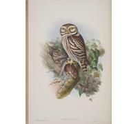 POSTERIIk Vintage Classic Picture Landscape Artwork Animal Bird Athene Noctua Plate From the Birds of Great Britain by John Gould Portrait Canvas Painting for Office Home Decor 60x90cm
