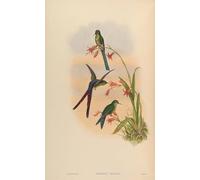 POSTERIIk Vintage Classic Picture Landscape Artwork Animal Bird Zodalia Ortoni Lesbia Victoriae by John Gould Portrait Canvas Painting for Office Home Decor 60x90cm