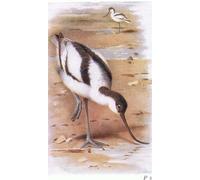 POSTERIIk Vintage Classic Picture Landscape Artwork Avocet From Birds of the British Isles by Archibald Thorburn Portrait Canvas Painting for Office Home Decor 60x90cm