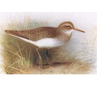 POSTERIIk Vintage Classic Picture Landscape Artwork Common Sandpiper From Birds of the British Isles by Archibald Thorburn Portrait Canvas Painting for Office Home Decor 60x90cm