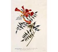 POSTERIIk Vintage Print Pop Art Landscape Artwork Bignonia by Georg Dionysius Ehret Art Prints for Office Home Decor 60x90cm