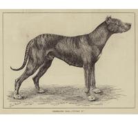 POSTERIIk Vintage Print Pop Art Landscape Artwork Celebrated Dogs Sultan II by Louis Wain Art Prints for Office Home Decor 60x90cm