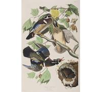 POSTERIIk Vintage Print Pop Art Landscape Artwork Illustration From birds of America by John Jamess Audubon Art Prints for Office Home Decor 60x90cm