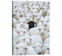 Posterlounge Black Sheep Canvas print by Peter Roder 60 x 80 cm White Wall art Wall decor