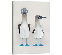 Posterlounge Blue-Footed Boobies Canvas print by Dieter Braun 30 x 40 cm Wall art Wall decor