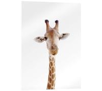 Posterlounge Curious Giraffe Acrylic print by Animal Kids Collection 13 x 18 cm Brown Wall art Wall decor