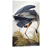 Posterlounge Great Blue Heron Acrylic print by John James Audubon 40 x 60 cm Wall art Wall decor