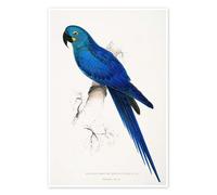 Posterlounge Hyacinthine Macaw Poster by Edward Lear 20 x 30 cm Blue Wall art Wall decor