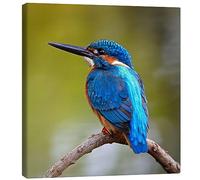 Posterlounge Kingfisher on a branch Canvas print 30 x 30 cm Wall art Wall decor