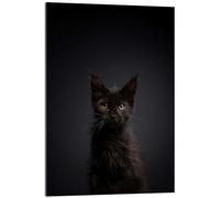 Posterlounge Young, black cat in the dark Acrylic print by FurryFritz - Nils Jacobi 13 x 18 cm Black Wall art Wall decor