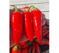 Pot-A-Peno Chilli Seeds - 10 Fresh Seeds