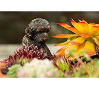 Pot Buddies Handmade Cockapoo Figure Plant Pot Hanger - Decorative Hanging Garden Ornament - Flower Planter Figurine