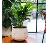 Como Plant Pot