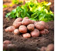 Potato Desiree Seed Potatoes, 4kg Bag - The World's Most Popular Red Potato for Roasting & Baking, Drought Resistant Variety, Early Maincrop Potatoes - Thompson & Morgan