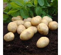 Potato Duke of York - First Early Heritage Seed Potatoes, 1kg - Delicious New Potatoes and All-Rounder for Roasting, Mashing & Chips - Thompson & Morgan