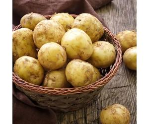 Potato Foremost Seed Potatoes - 4kg Bag - Old Favourite Variety with Firm, Waxy Tubers & Excellent Flavour - Perfect for Kitchen Gardens & Patios - Thompson & Morgan