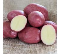 Potato 'Java' - High-Yield Maincrop Variety with Long Red Tubers & Superb Disease Resistance - Tender Patio Plant - Easy to Grow Your Own - 1KG by Thompson and Morgan (1)