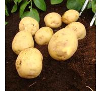 Potato Marfona - 4kg Bag - Second Early Variety for Delicious Jacket Potatoes, Mash & Roasting - High Yields of Large, Waxy Tubers - Thompson & Morgan