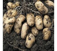 Potato Nicola 1Kg, Yellow Fleshed, by Thompson and Morgan (1KG)