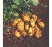 Potato Nicola Seed Potatoes - 4kg Bag, Second Early, Yellow Fleshed, Eelworm Resistant, Ideal for Salads & Boiling, Flavourful Tubers Thompson & Morgan