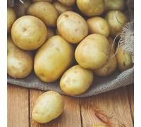Potato Pentland Javelin Seed Potatoes - 1kg - Excellent for Summer Planting, Producing New Potatoes with White Skin and Flesh - Thompson & Morgan