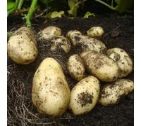 Potato 'Sharpes Express' - Tender - Ideal Roast Spuds - Excellent Flavour - Easy to Grow Your Own - Ideal for Patio Growing or Kitchen Garden - Vegetable - 1x 2KG by Thompson and Morgan (2)