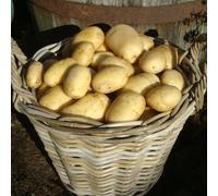 Potato 'Wilja': Delectable Earthy Flavour, Creamy Texture, and Excellent Storage - Versatile Second Early Variety for Homegrown Culinary Delights - 1x 1KG by Thompson and Morgan (1)