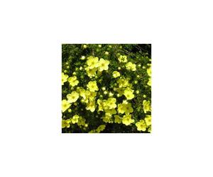Potentilla fruticosa Gold Star (9cm)