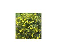 Potentilla fruticosa Goldfinger (9cm)