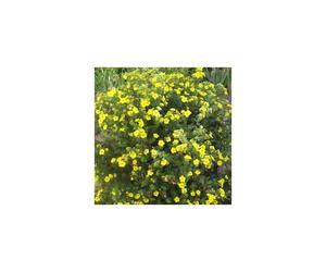 Potentilla fruticosa Goldfinger (9cm)