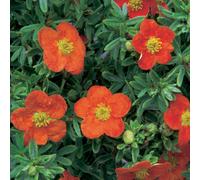 Potentilla fruticosa Red Ace (9cm)