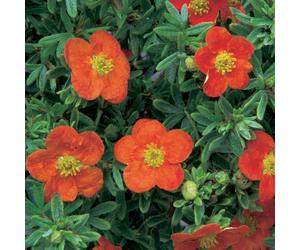 Potentilla fruticosa Red Ace (9cm)
