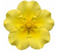 Potentilla Goldfinger - 2L Pot