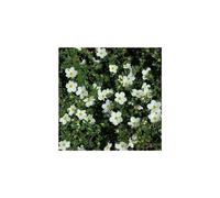 Potentilla McKay's White. Shrubby Cinquefoil
