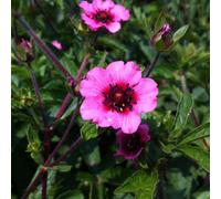 Potentilla Miss Willmott Cinquefoil Plants 6 Plug Plants