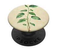 Pothos Vintage Scientific Illustration Plant PopSockets Adhesive PopGrip