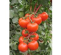 Potseed . BELLFARM Red Truss Tomato Middle-Sized Sweet Juicy Storage Durability High-Yield Tomato High Germination -20pcs/Pack