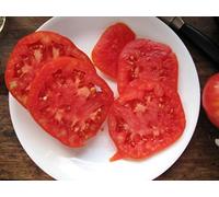 Potseed Germinazione dei Seeds: 50 - Seeds: Box Car Willie Tomato - Old Fashioned Pomodoro Flavor.Mmmmm.Good