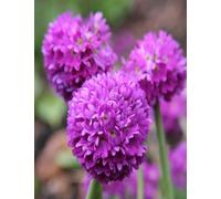 potted 1 litre cerise/pink primula denticulate drumstick primrose/lollipop primula