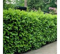 Potted Cherry Laurel Hedge Prunus Laurocerasus 'Rotundifolia' 3-4ft (90-120cm), 30 Laurels