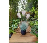 Potted Fluff 3 Head Artificial Pampas